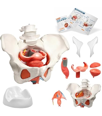 Amazon.co.jp: KIYOMARU 45cm解剖人体模型 ソフトな質感で16分解 理学